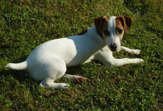 Pourquoi mon chien perd tout le temps ses poils ?