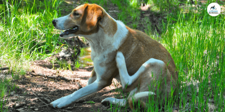 Comment calmer les démangeaisons chez le chien ?