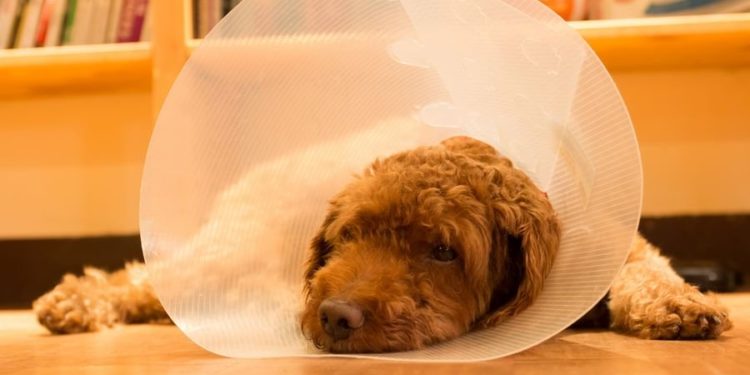 Pourquoi mon chien se gratte et se mordille sans arrêt ?