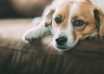 Quelle nourriture pour mon chien qui se gratte ?