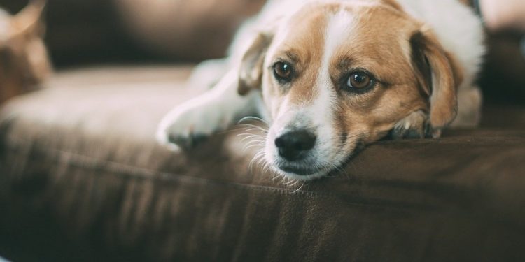 Quelle nourriture pour mon chien qui se gratte ?