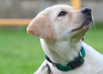 Pourquoi mon chien se gratte à sang ?