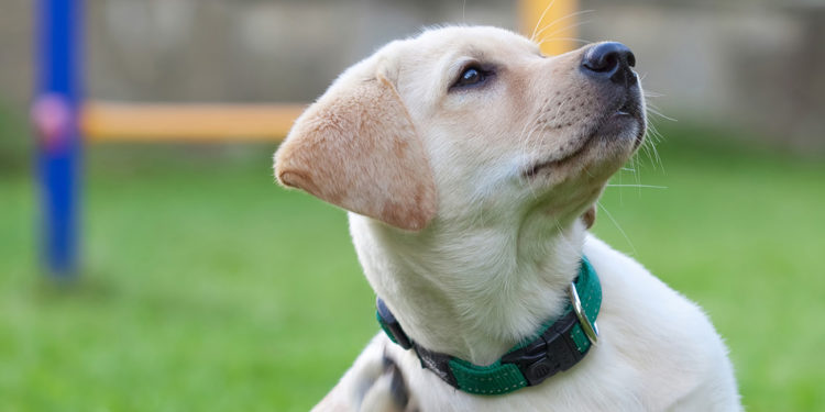 Pourquoi mon chien se gratte à sang ?
