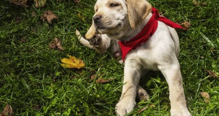 Quel médicament pour chien qui se gratte ?