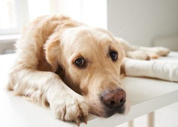 Quelles sont les maladies de peau chez le chien ?