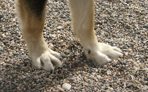 Pourquoi mon chien se mordille la peau ?