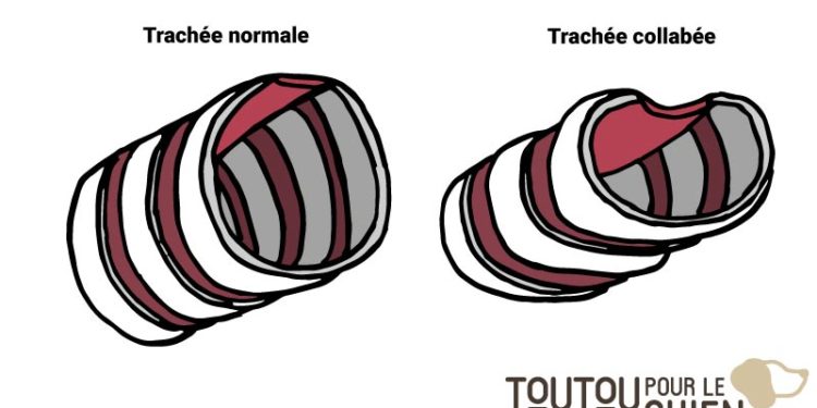 Comment soigner un collapsus trachéal ?