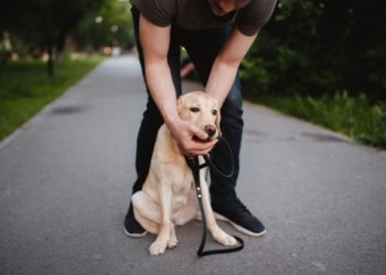 Comment soigner le reverse Sneezing ?