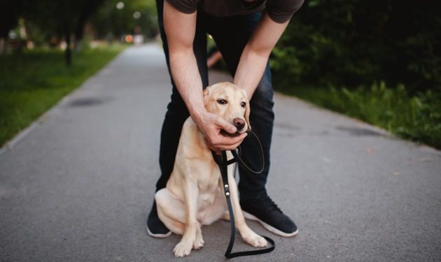 Comment soigner le reverse Sneezing ?