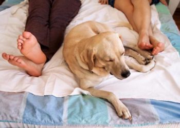 Pourquoi mon chien monte sur moi ?