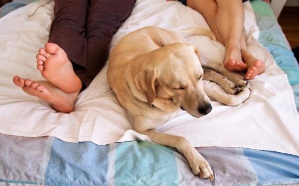 Pourquoi mon chien monte sur moi ?