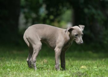 Pourquoi mon chien vomit la nuit ?