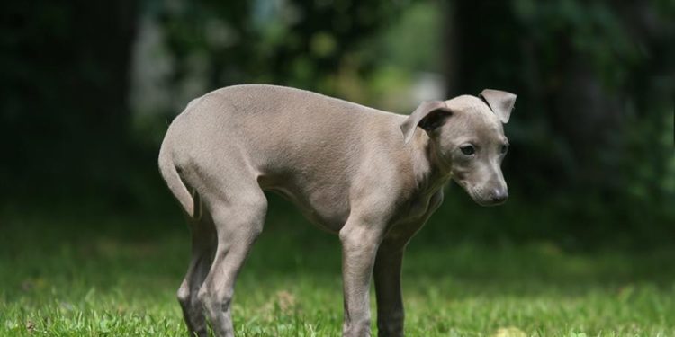 Pourquoi mon chien vomit la nuit ?