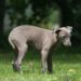 Pourquoi mon chien vomit la nuit ?
