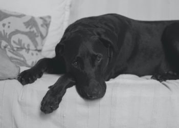 Pourquoi mon chien vomit après avoir manger ?