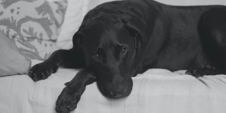 Pourquoi mon chien vomit après avoir manger ?