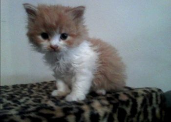 Comment savoir si mon chihuahua aura les poils longs ?