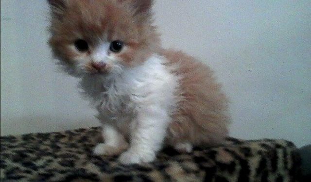 Comment savoir si mon chihuahua aura les poils longs ?