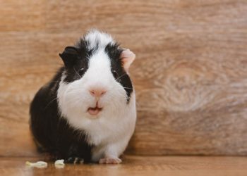 Quel est le plus vieux cochon d'Inde du monde ?