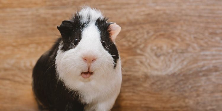 Quel est le plus vieux cochon d'Inde du monde ?