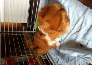 Comment savoir si mon cochon d'Inde va bien ?