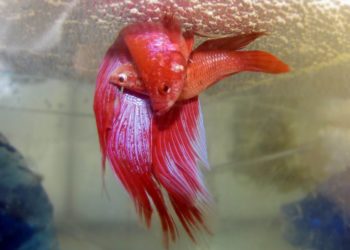 Est-ce qu'un poisson combattant s'ennuie ?