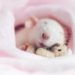 Comment savoir si votre hamster est heureux ?