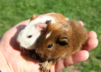 Comment enlever les puces d'un cochon d'Inde ?