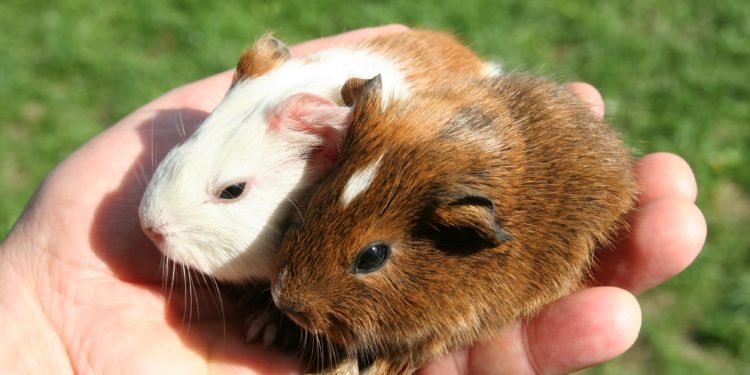 Comment enlever les puces d'un cochon d'Inde ?