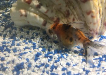 Pourquoi mon lapin reste immobile ?