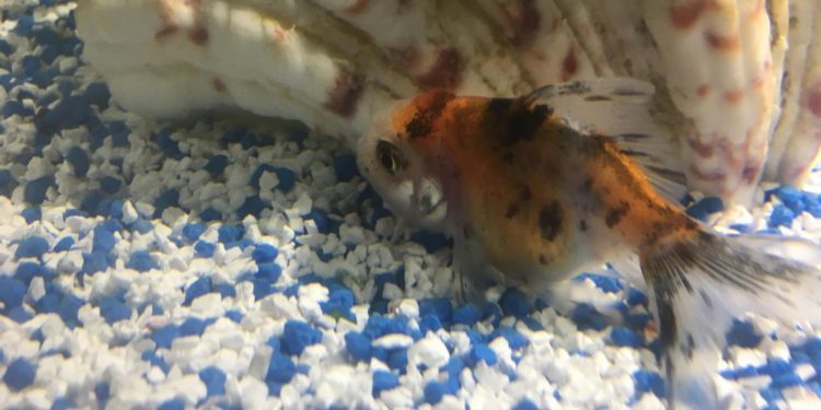 Pourquoi mon lapin reste immobile ?