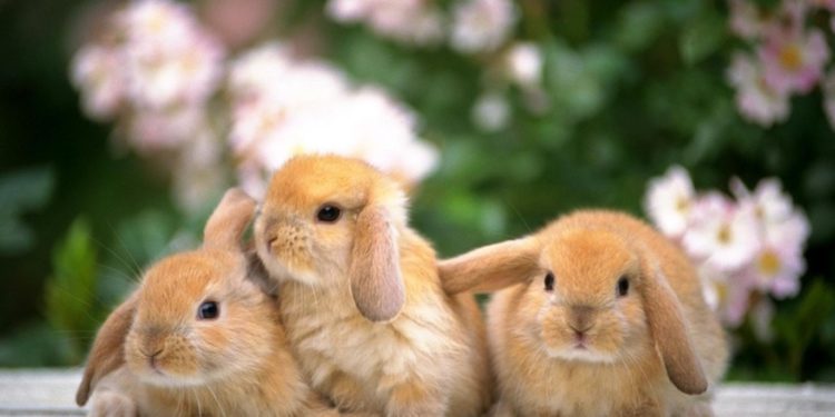 Est-ce que le lapin dort la nuit ?