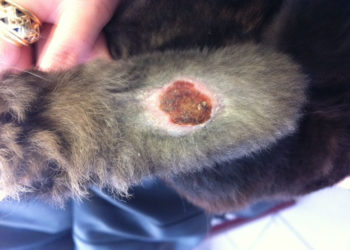 Pourquoi mon lapin perd du sang ?