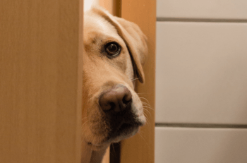 Pourquoi mon lapin me suis partout ?