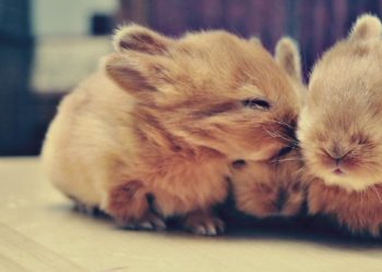 Pourquoi mon lapin nain est agressif ?