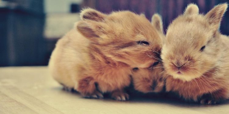 Pourquoi mon lapin nain est agressif ?