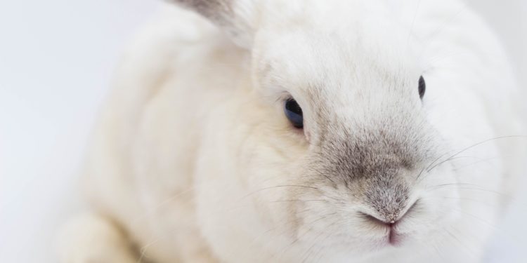 Pourquoi mon lapin ne bouge plus ?