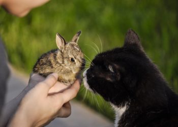 Pourquoi un lapin gratte sa litière ?