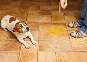 Pourquoi mon lapin fait ses besoins partout ?