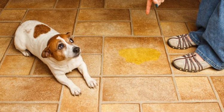 Pourquoi mon lapin fait ses besoins partout ?