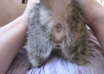 Comment savoir si un lapin a mal ?