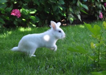 Quelle hauteur peut sauter un lapin ?