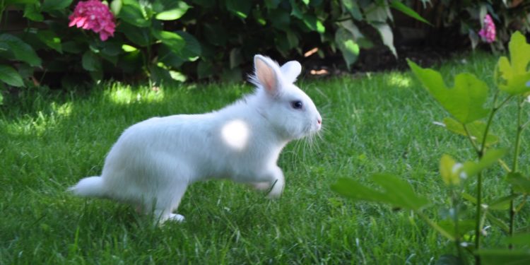 Quelle hauteur peut sauter un lapin ?