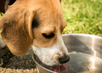 Pourquoi mon chien fait beaucoup de gaz ?