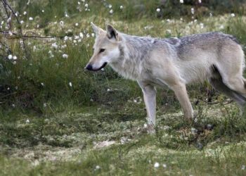 Pourquoi le pain tue les animaux ?