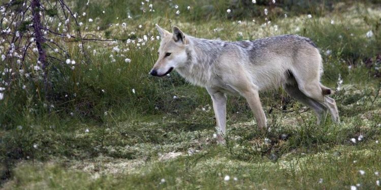 Pourquoi le pain tue les animaux ?