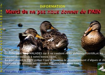 Pourquoi ne pas donner de pain au canard ?