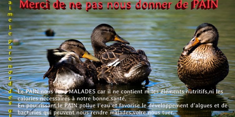 Pourquoi ne pas donner de pain au canard ?