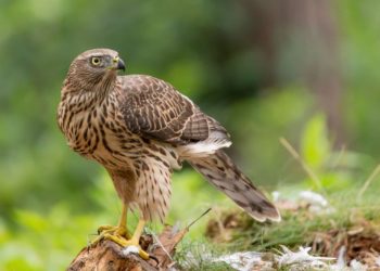 Quel rapace attaque les pigeons ?