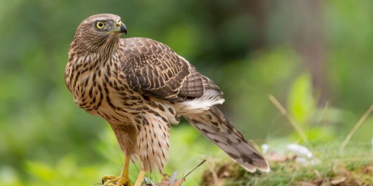 Quel rapace attaque les pigeons ?